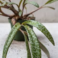 Image result for Ledebouria Unidentified sp. no5.