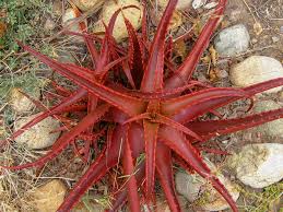 Image result for Aloe cameronii