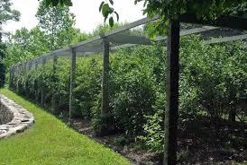 Bird Netting For Blueberries Picking Blueberries And Currants The Martha Stewart Blog Berry Garden Dream Garden Blueberry Bushes