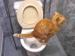 Cat In The W C Youtube