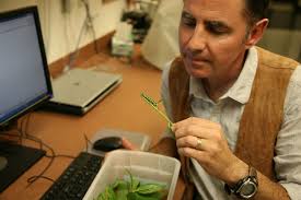 Caterpillar 'road rage' could affect migration