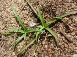 Image result for Murdannia simplex