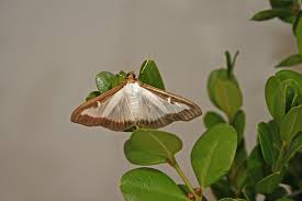 Image result for caterpillar box tree moth inside buxus plant