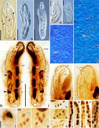 Image result for Physotrichia