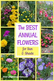 Check spelling or type a new query. The Best Annual Flowers Gingham Gardens Annual Flowers Flower Garden Design Annual Plants