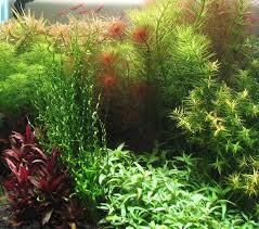 Image result for Lagarosiphon cordofanus