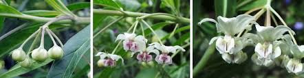 Image result for Gomphocarpus glaucophyllus