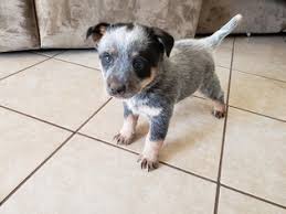 Hide this posting restore restore this posting. Blue Heeler Puppies For Sale Near Me Cheap Online