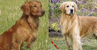 21.5 to 24 inches at the shoulder weight: Field Golden Retriever Vs Show Golden Retriever 7 Differences Golden Hearts