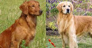 We did not find results for: Field Golden Retriever Vs Show Golden Retriever 7 Differences Golden Hearts