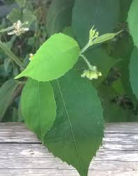 Image result for Tragia hildebrandtii