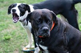 Check spelling or type a new query. Can You Socialize An Older Dog Labradortraininghq