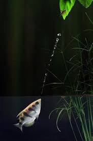 The name is also applied to chætodon. The Amazing Archer Fish The Fish Doctor
