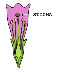 Maybe you would like to learn more about one of these? Stigma Botany Wikipedia
