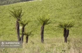 Image result for Cyathea dregei