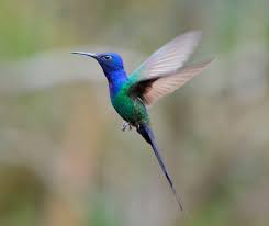 Image result for Gyrodoma hispida