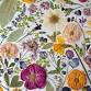 IMPRESS ME: A Pressed Flower Art Workshop by... event in Gig Harbor, WA