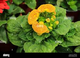 Image result for Calceolaria