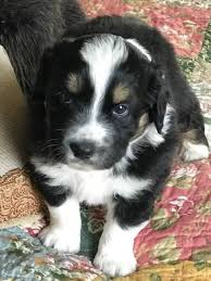 Australian shepherd puppies colorado for sale. Past Puppies Crowfoot Valley Toy Aussies