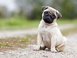 Pets are domesticated animals that are kept as companions and looked after by their owners. 8 Best Pets For Kids What Type Of Pet Is Best For You