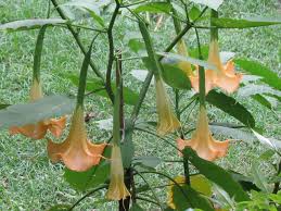 Image result for Solanaceae