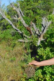 Image result for Cyperus obtusiflorus