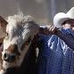 Rodeo Scottsdale