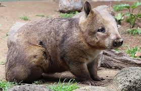 Very similar to the one horned rhinoceros but with a far smaller head and overall size the javan rhinoceros inhabits rainforests with a good supply of water and mud wallows. 10 Endangered Australian Animals To See With Jungle Tours Page 1 Of 0