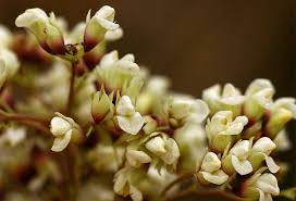 Image result for Dalbergia boehmii