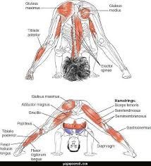 Yoga Anatomy Yoga Muscles Yoga Anatomy Iyengar Yoga