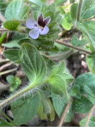 Image result for Nelsonia canescens