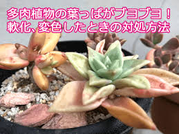 突発的な気温上昇で多肉被害続出 葉っぱがブヨブヨ 変色してきたときの対処方法