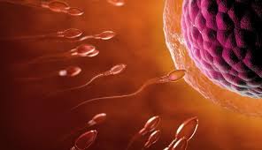 8 wann ihr euren frauenarzt aufsuchen solltet die einnistung (nidation) ist somit etwa am zwölften tag abgeschlossen. Ssw 1 3 Der Fruhe Beginn Ihrer Schwangerschaft