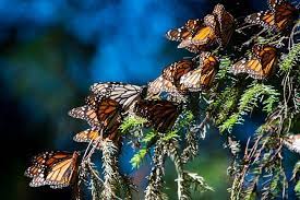 Tripadvisor Tour Mariposa Monarca Saliendo Desde Morelia Proporcionado Por Yei Tours Mexico