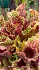 Image result for Sabicea venosa