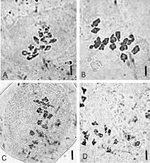 Image result for Crepidomanes chevalieri