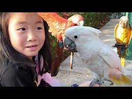 นกพ ดได น องช ลช ลเท ยวสวนปาล มฟาร มนก bird farm youtube