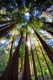 Visiting The Redwood Forest Location Exclusive On Travelarize Travel Site Muir Woods National Monument Forest Landscape Nature Photography
