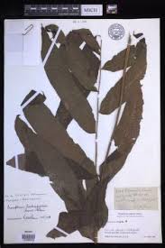 Image result for Menisorus pauciflorus