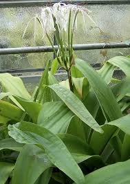 Image result for Crinum subcernuum