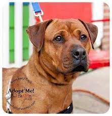 The largest directory listings of pet grooming services in frederick, maryland. Frederick Md Rottweiler Meet Margie A Pet For Adoption