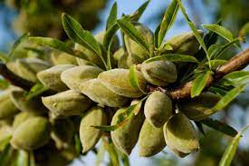 12 Photos That Prove We Have No Idea How Food Grows Almond Tree How Do Almonds Grow Almond