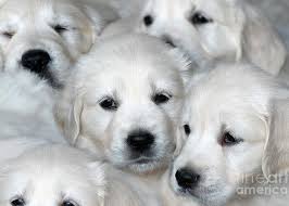 We did not find results for: White Golden Retriever Puppies Greeting Card For Sale By Dog Photos
