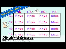 Monohybrid cross worksheet answer key | homeschooldressage.com from homeschooldressage.com a cross was carried out between two pea plants showing the contrasting traits of height of the plant. Dihybrid And Two Trait Crosses Youtube