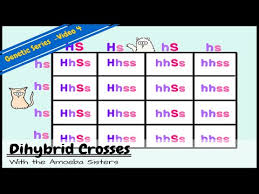 Make a key to show all the possible genotypes (and phenotypes) of this. Dihybrid And Two Trait Crosses Youtube