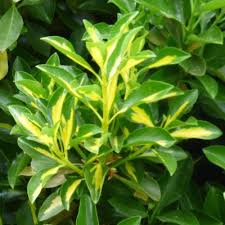 Euonymus scale and powdery mildew are troublesome. Caring For Golden Euonymus Shrubs How To Grow Golden Euonymus