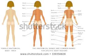 This is a type of innerwear for women that looks very similar to the boys' underwear (boxer briefs) with the leg hem cutting straight across the thigh. Regions Of Female Body Female Body Front And Royalty Free Stock Vector 548097742 Avopix Com