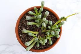 How To Grow And Care For Baby Toes Fenestraria Rhopalophylla 5 Steps With Pictures Instructables