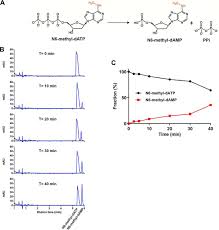 Answer phones for scheduling 24/7. Mutt Homologue 1 Mth1 Removes N6 Methyl Datp From The Dntp Pool Journal Of Biological Chemistry