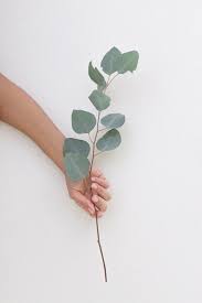 Eucalyptus Leaf Green Aesthetic Eucalyptus Leaves Plant Leaves